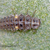 Twenty-Spotted Lady Beetle Larvae