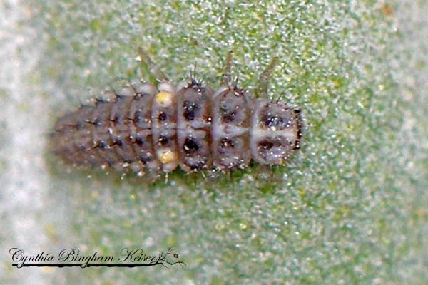 Twenty-Spotted Lady Beetle Larvae
