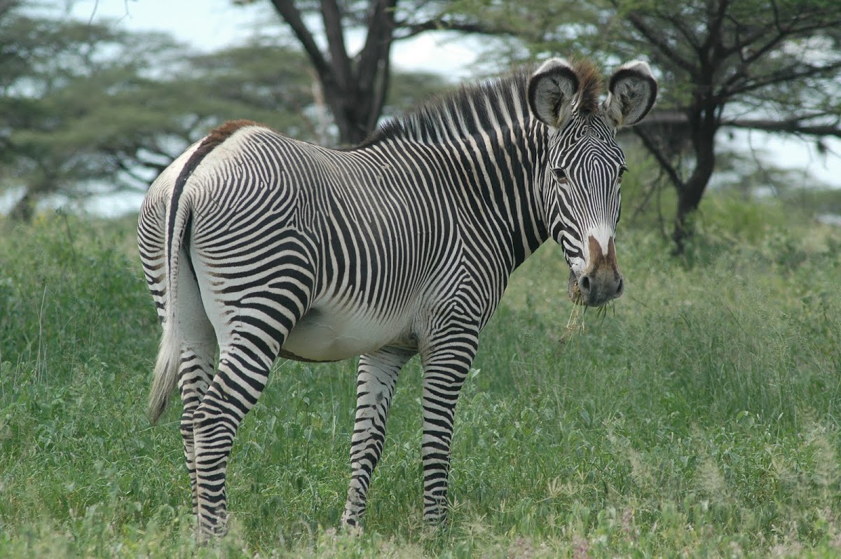 Grevy's zebra Project Noah