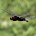 Black Saddlebags Dragonfly