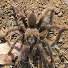 Bay Area Blond Tarantula Male (video)