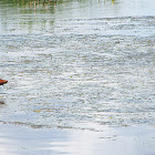 Northern Jacana