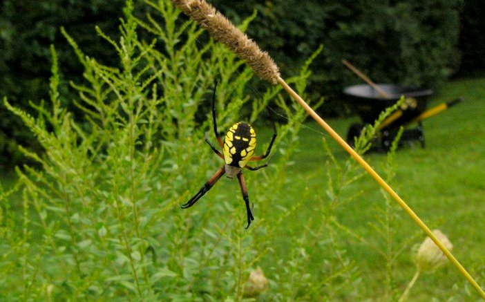 Black and yellow Arigiope