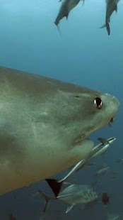 Android application Real Sharks HD Live Wallpaper screenshot