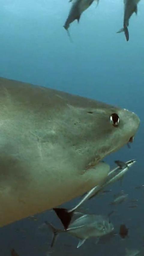 Real Sharks HD Live Wallpaper Screen 1