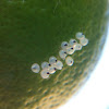 Spined citrus bug eggs