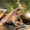 sapo - falcon toad