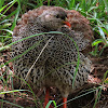 Natal Spurfowl