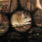 Greater bandicoot rat