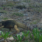 Cuban rock iguana