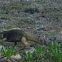 Cuban rock iguana