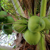 Coconut palm