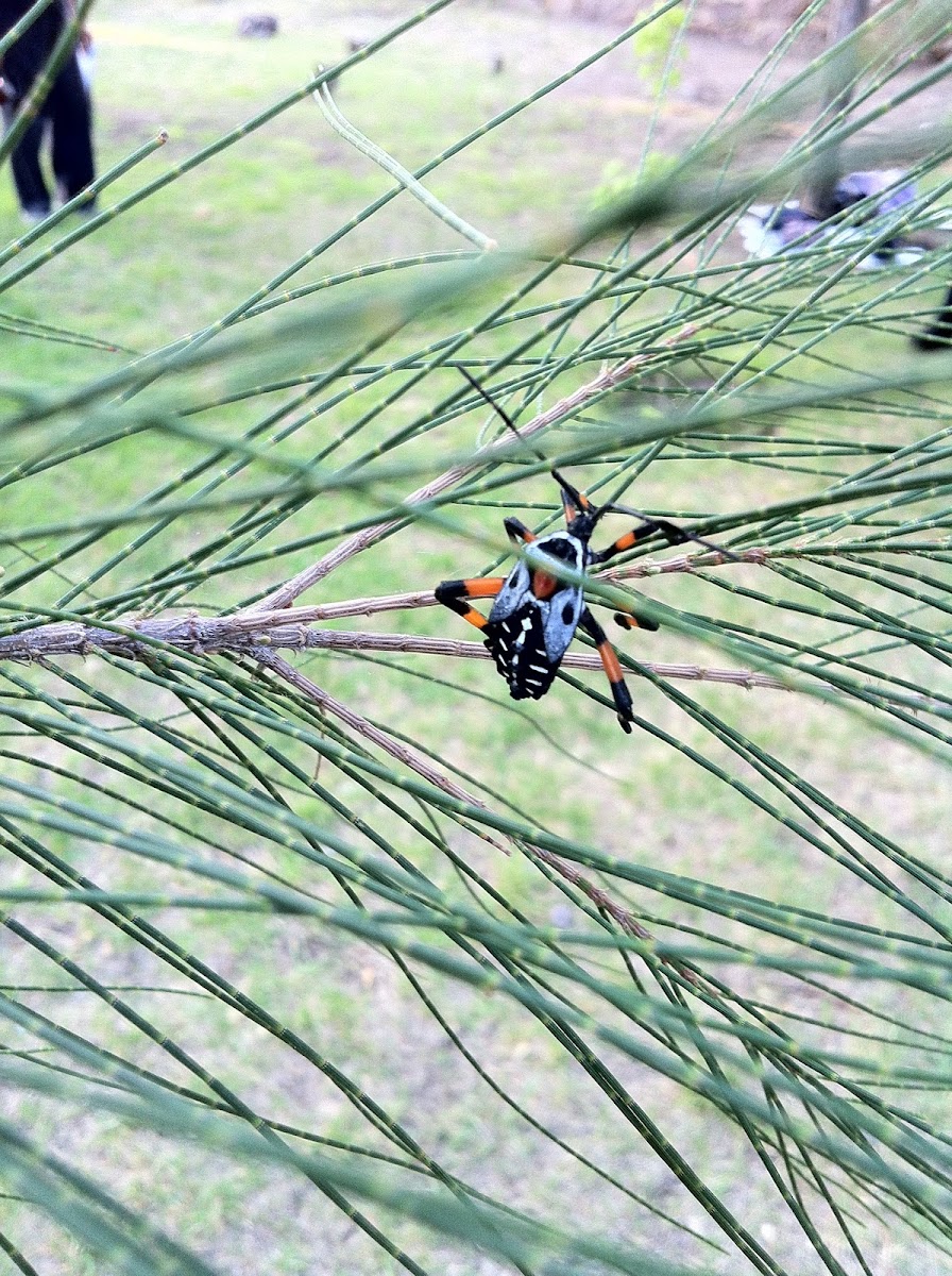 Giant Mesquite Bug nymph