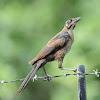 common grackle (female)