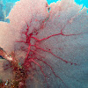 Gorgonian Seafan