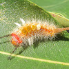 Painted Pine Moth Caterpillar