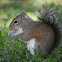 Gray Squirrel