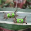 Saddleback caterpillars