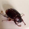 June bug / June beetle / May beetle