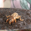 Tawny Mole Cricket