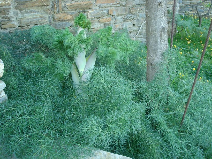 giant fennel