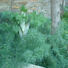 giant fennel