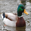 Waterfowl – Duck Calls logo