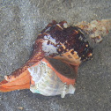 Horse conch eating a King's Crown