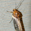 Yellow Spragueia  Moth