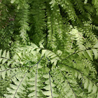 Maidenhair Fern