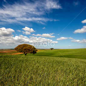 Alentejo by Luis Reininho - Landscapes Prairies, Meadows & Fields