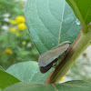 Planthopper