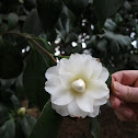 Japanese Camellia