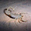giant desert hairy scorpion, giant hairy scorpion, or Arizona Desert hairy scorpion
