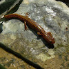 Long Tail Salamander