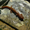 Long Tail Salamander