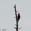 Northern Cardinal