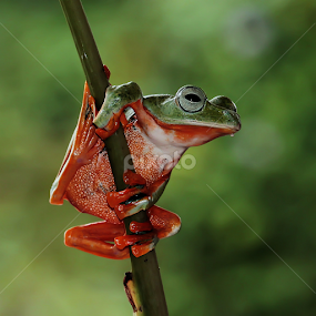 by Hernawan Safari - Animals Amphibians