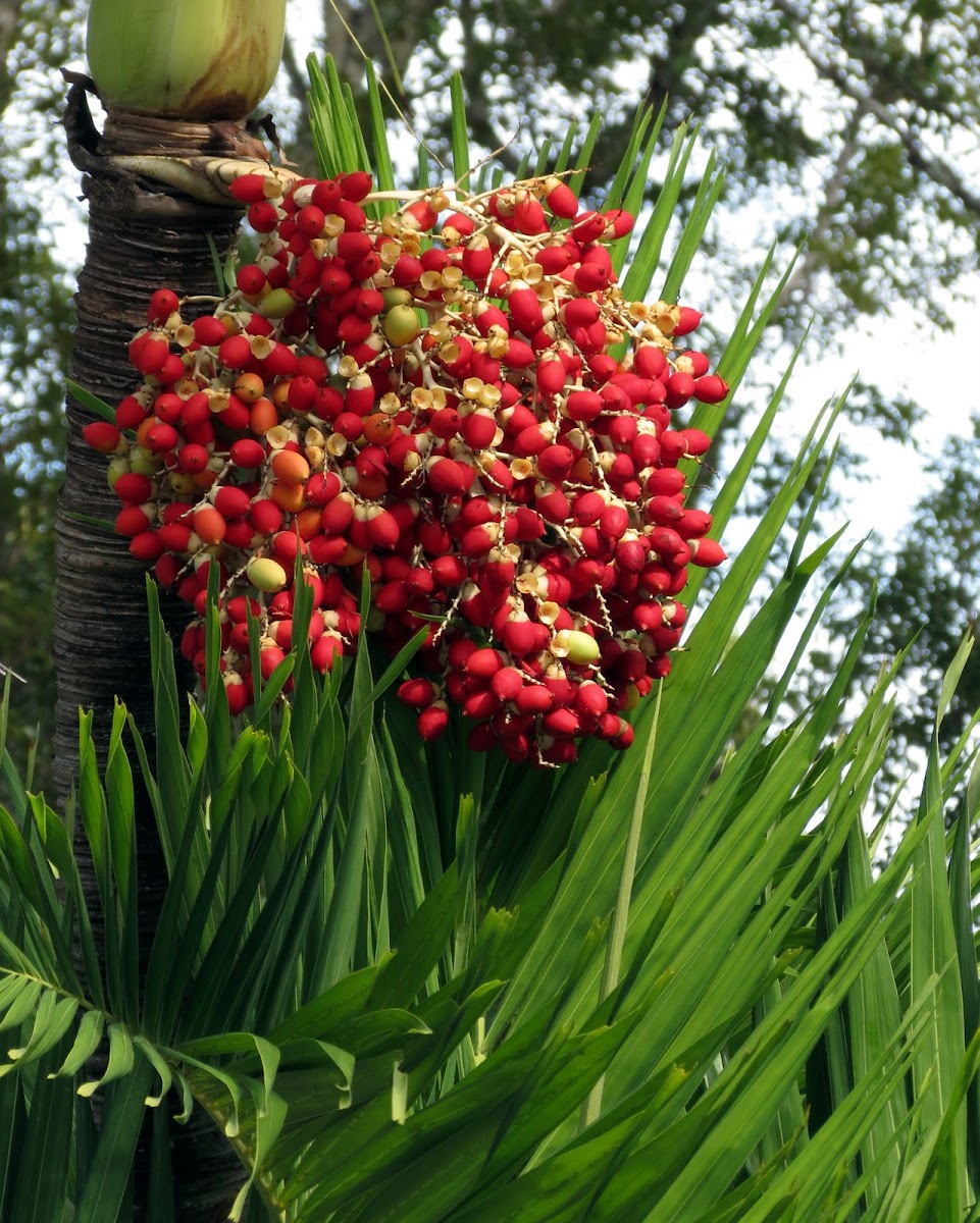 Palm tree (fruits, seeds)