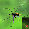 Giant Wood Spider(male and female)~e