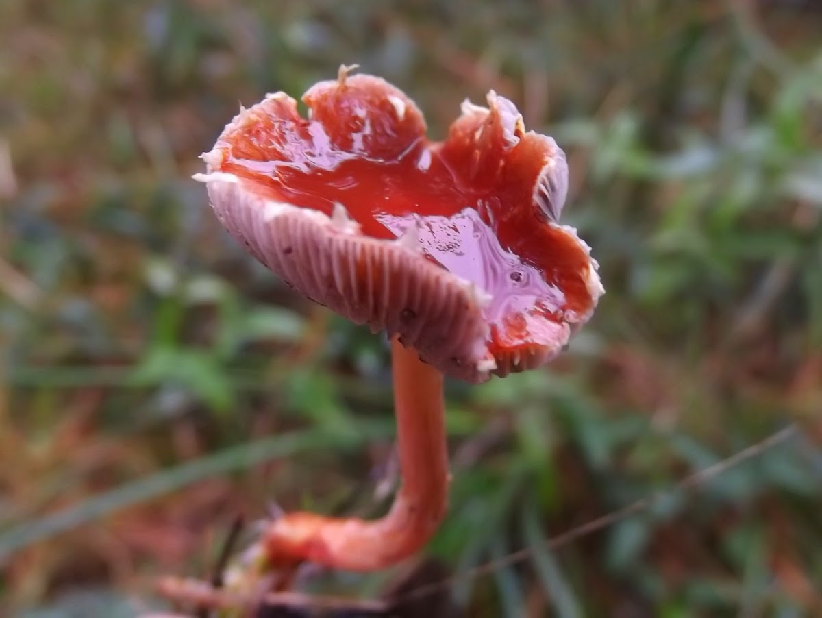 Redlead mushroom