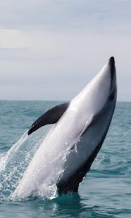 How to install Graceful killer whale 1.0 unlimited apk for bluestacks