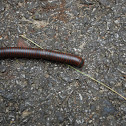 Worm or Millipede