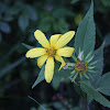 Thinleaf sunflower