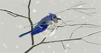 Blue Jay