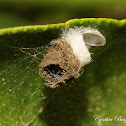 Green Lacewing Cocoon