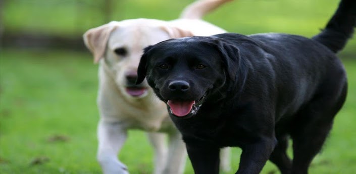 Labrador Dog Training