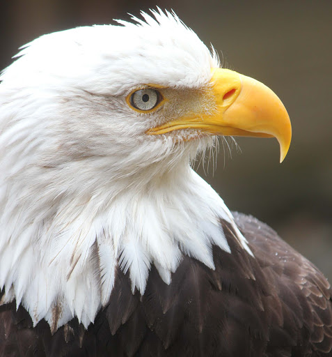 bald-eagle - We got close up to this bald eagle at the Alaska Wildlife Foundation's Raptor Center, outside Ketchikan.