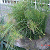 Sporing Horsetail Fern