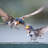 Swallow feeding by Trevor Bond -  